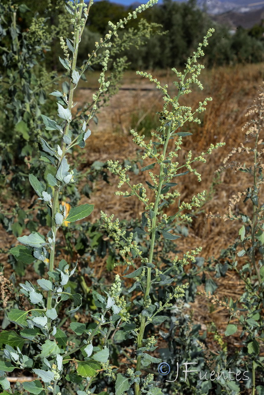 Chenopodium opulifolium.04
