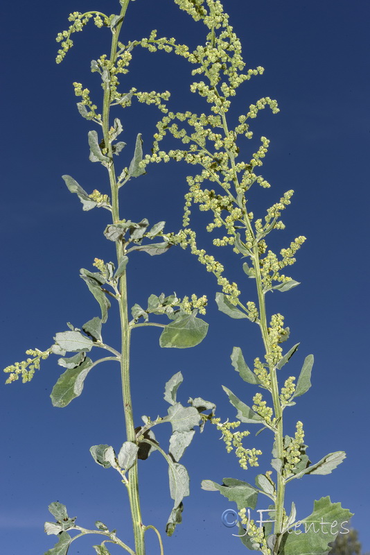 Chenopodium opulifolium.05