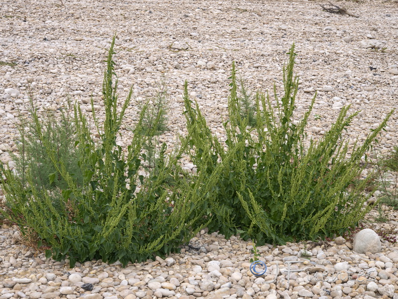 Chenopodium urbicum.01