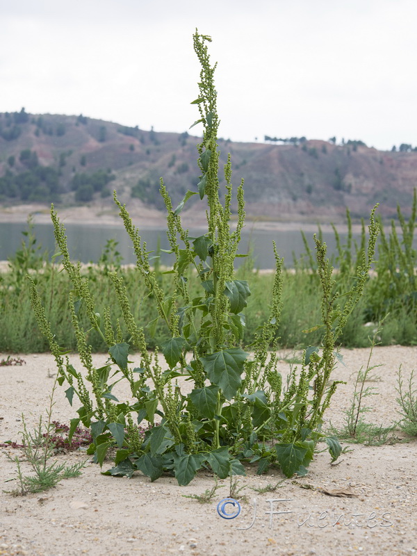 Chenopodium urbicum.02