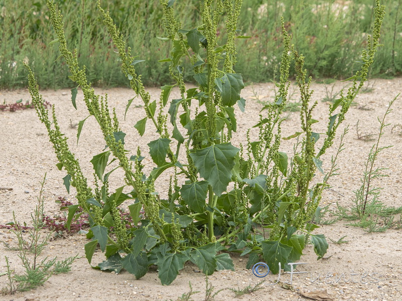 Chenopodium urbicum.03