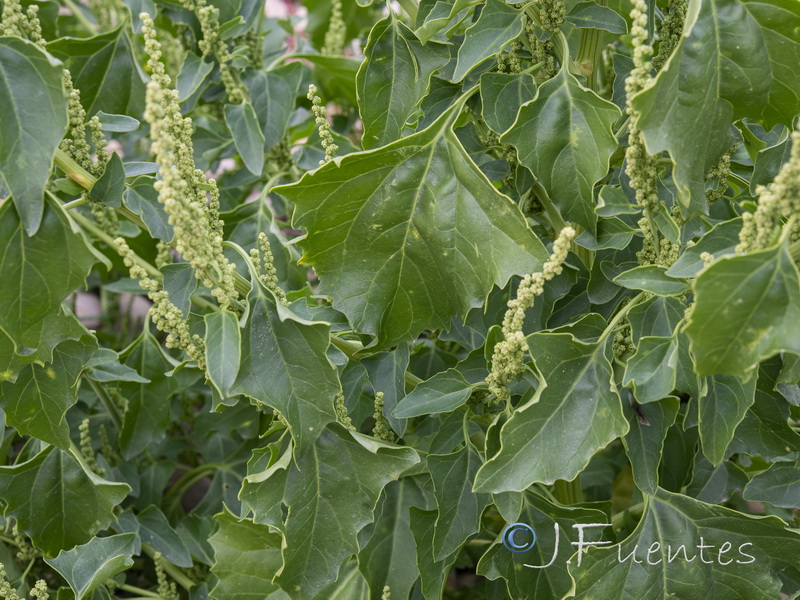 Chenopodium urbicum.04