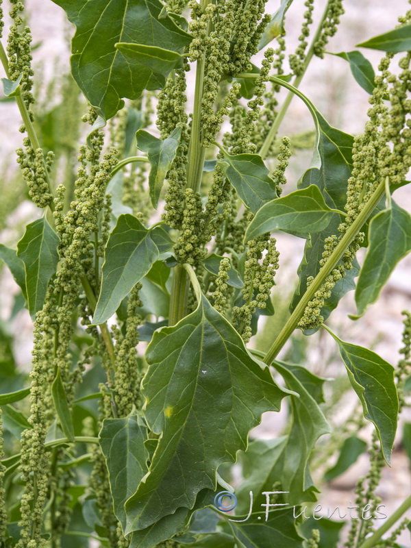 Chenopodium urbicum.06