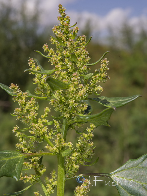 Chenopodium urbicum.09