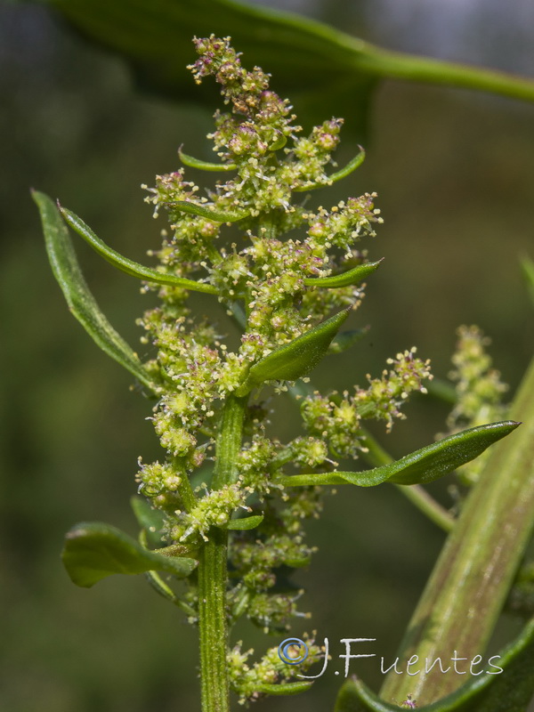 Chenopodium urbicum.10