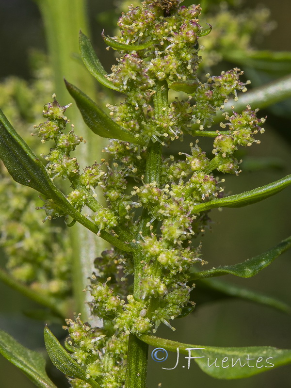 Chenopodium urbicum.11