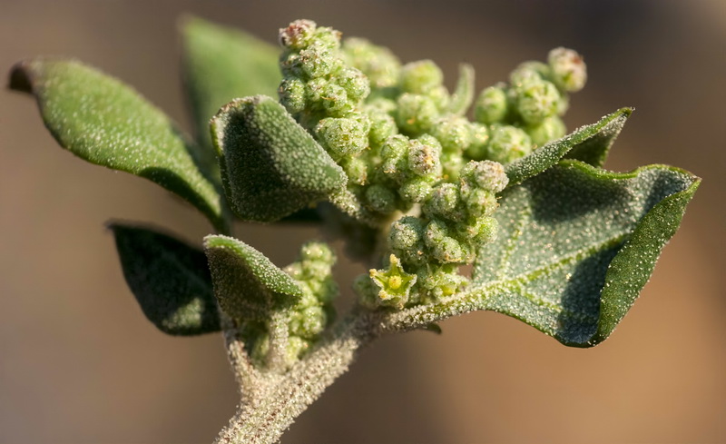 Chenopodium vulvaria.14