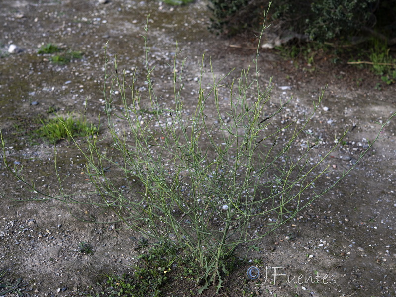 Chondrilla juncea.19