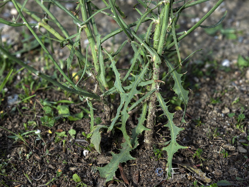 Chondrilla juncea.20