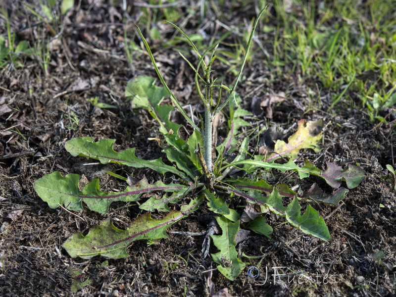 Chondrilla juncea.22