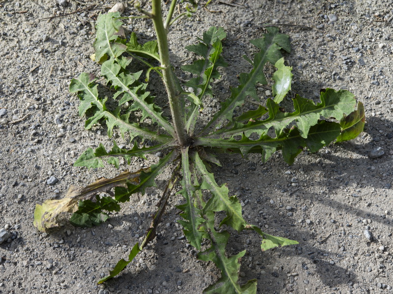 Chondrilla juncea.23