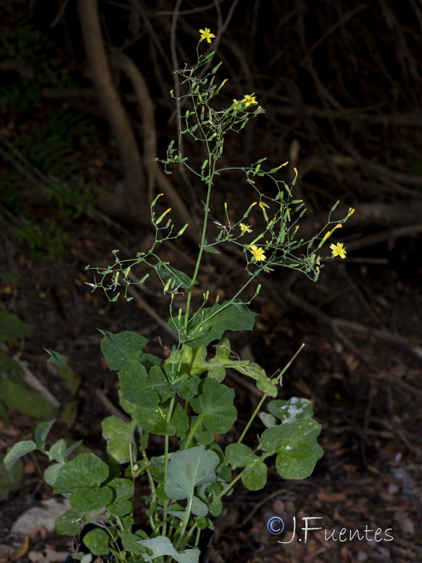 Cicerbita muralis gaditana.01