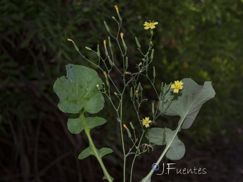 Cicerbita muralis gaditana.02