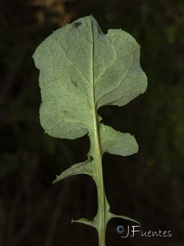 Cicerbita muralis gaditana.04
