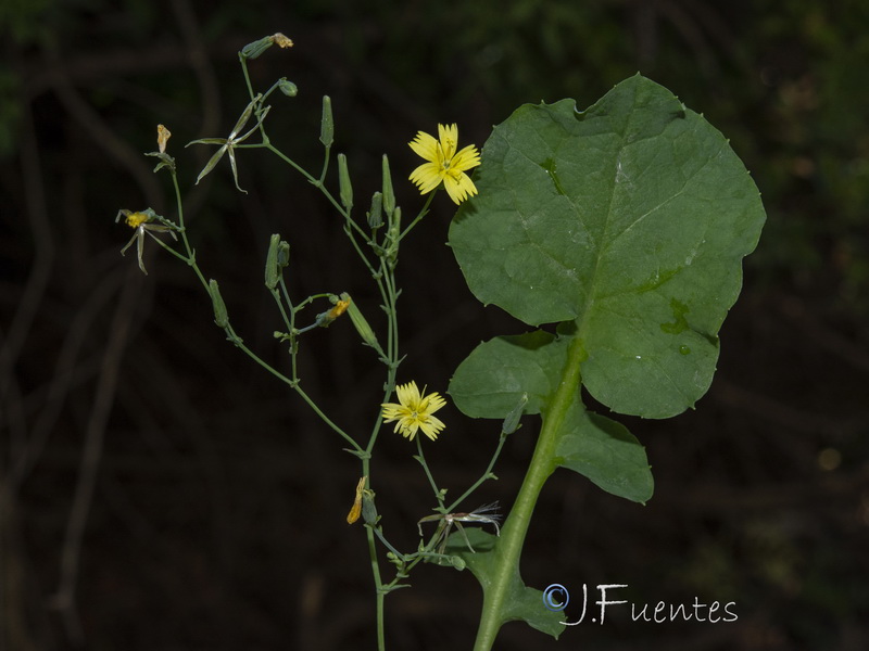 Cicerbita muralis gaditana.06