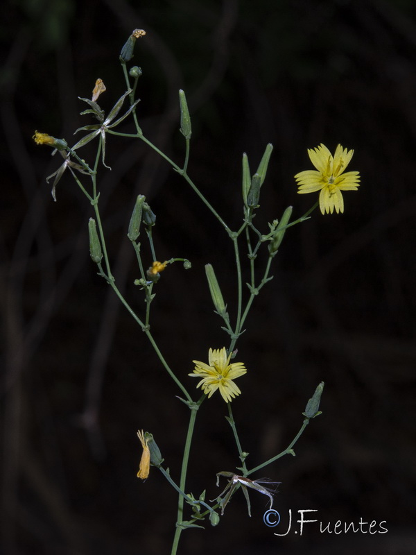 Cicerbita muralis gaditana.08