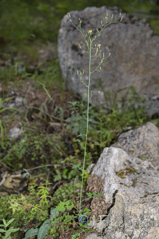 Cicerbita muralis muralis.03