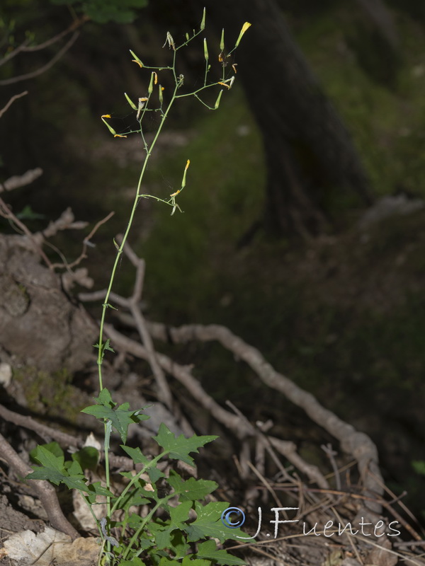 Cicerbita muralis muralis.04