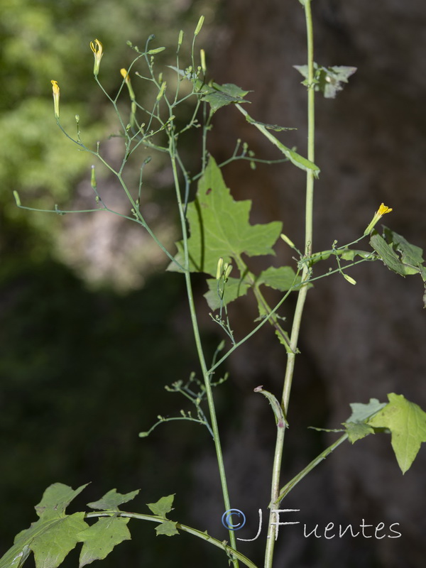 Cicerbita muralis muralis.06