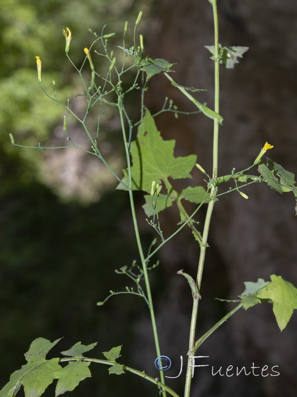 Cicerbita muralis muralis.05