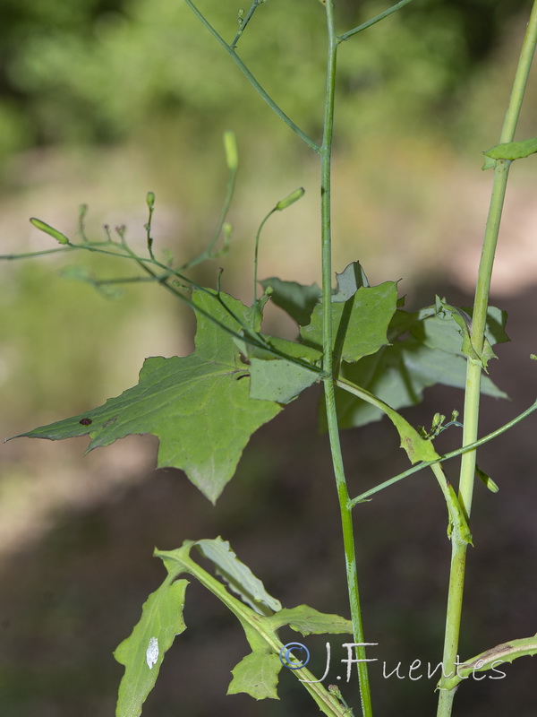 Cicerbita muralis muralis.06