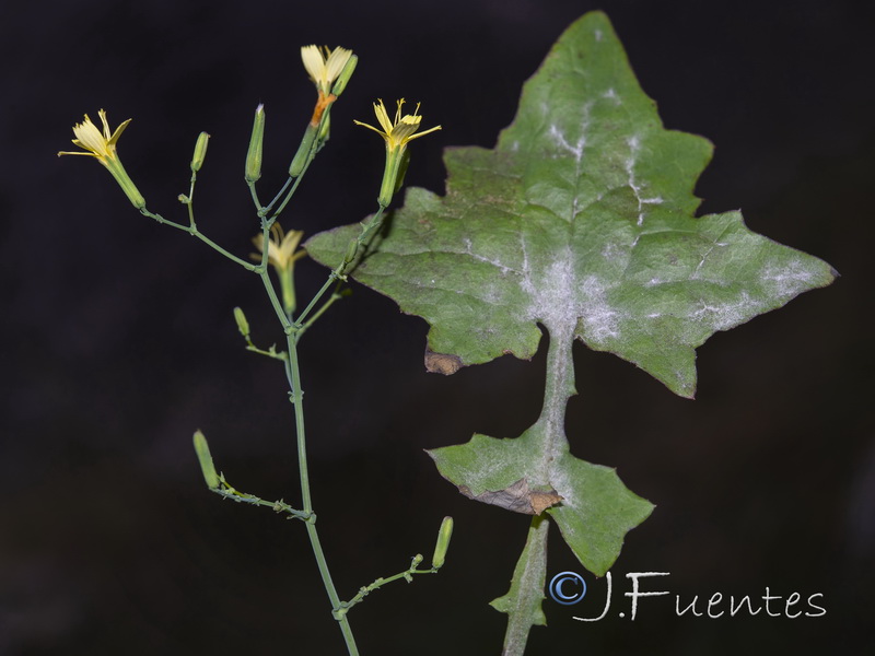 Cicerbita muralis muralis.07