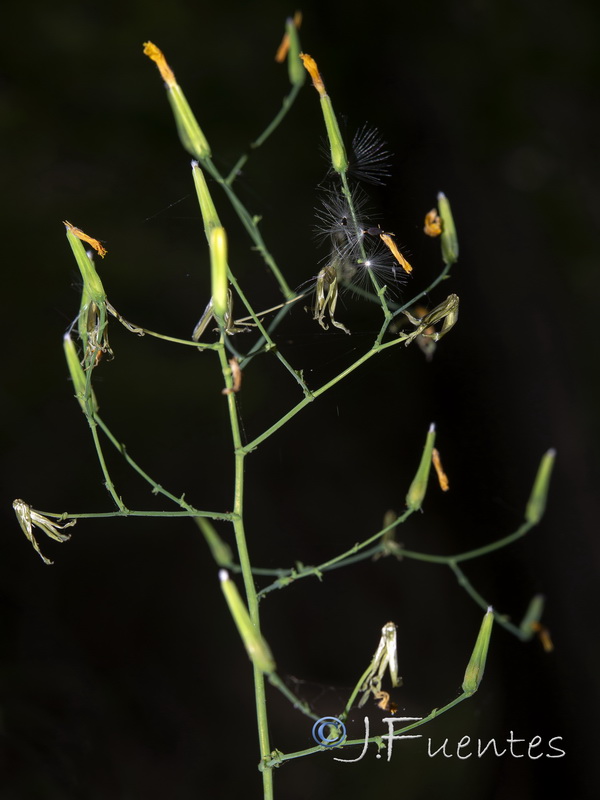 Cicerbita muralis muralis.08