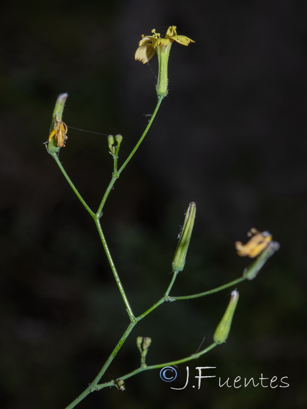 Cicerbita muralis muralis.09