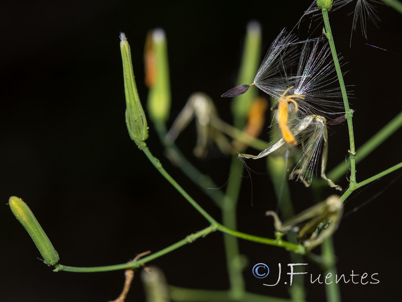 Cicerbita muralis muralis.11