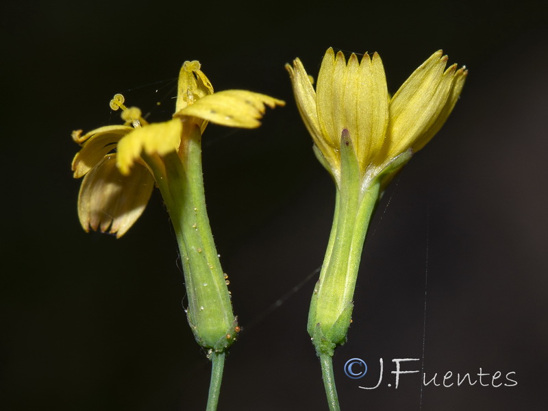 Cicerbita muralis muralis.13