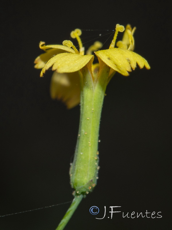 Cicerbita muralis muralis.14