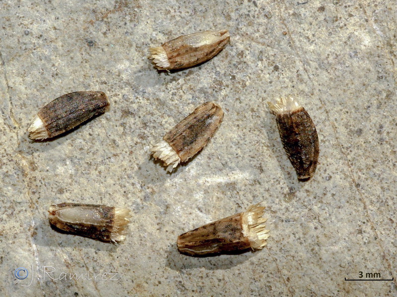 Cichorium intybus.12