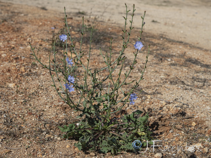 Cichorium intybus.27