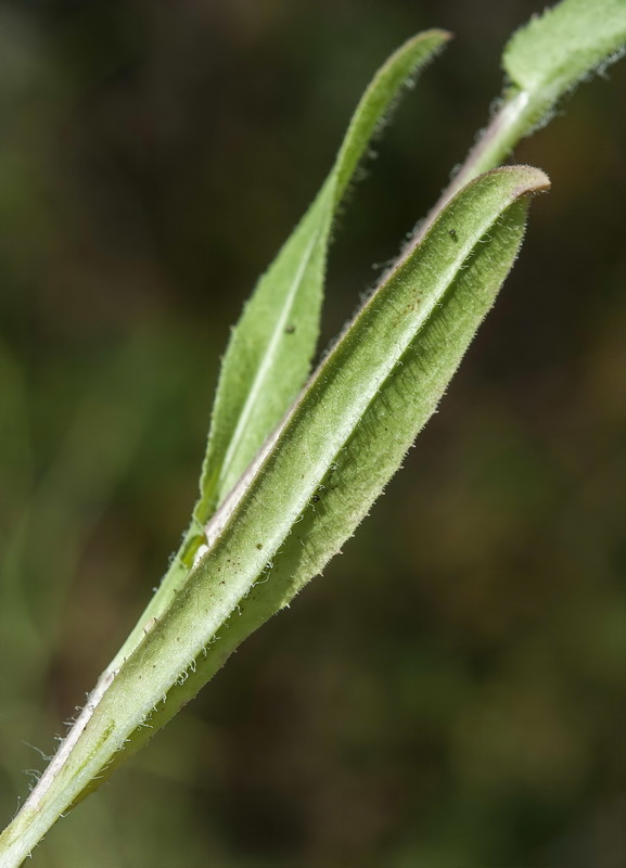 Cichorium intybus pumilum.02