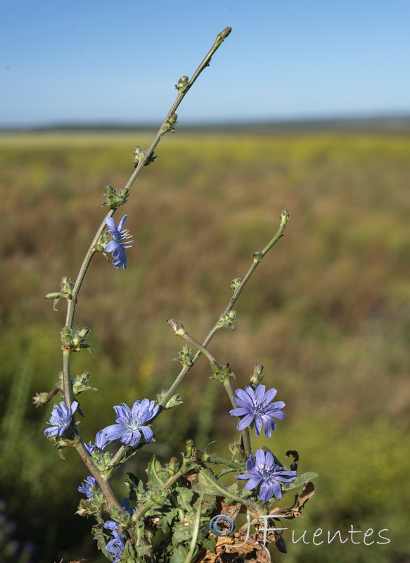 Cichorium pumilum.01