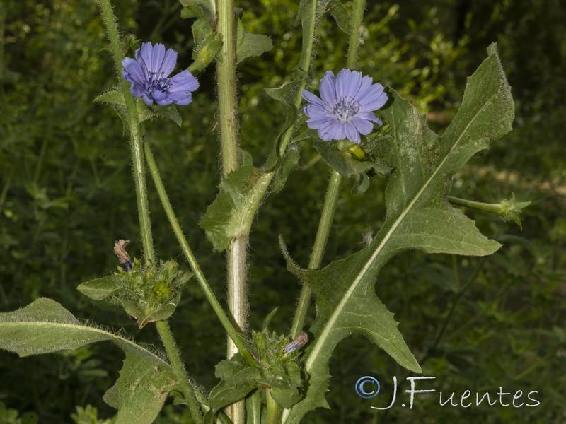 Cichorium pumilum.03