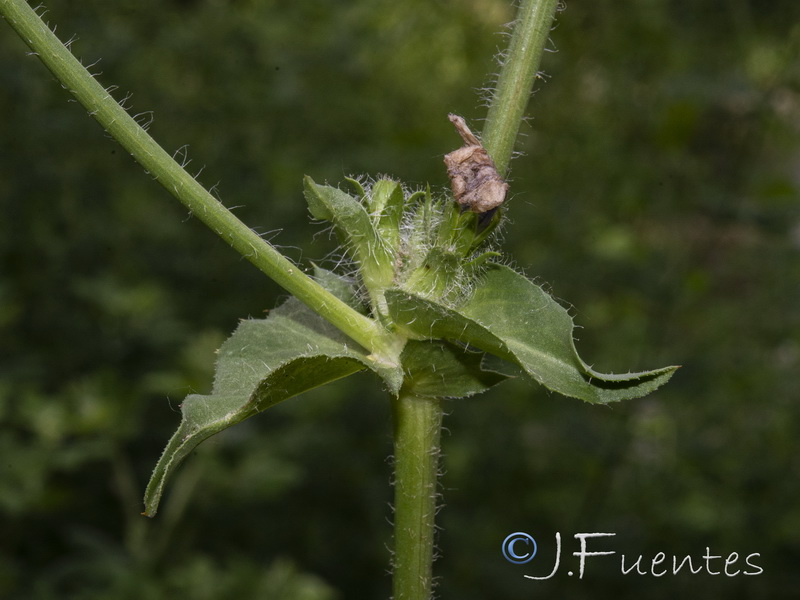 Cichorium pumilum.04