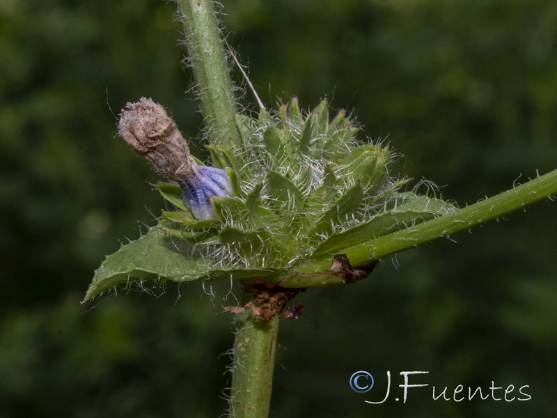 Cichorium pumilum.05