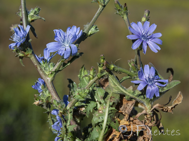 Cichorium pumilum.06