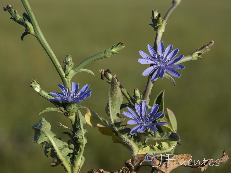 Cichorium pumilum.07