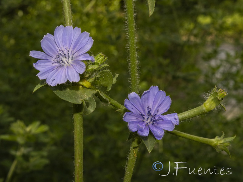 Cichorium pumilum.08