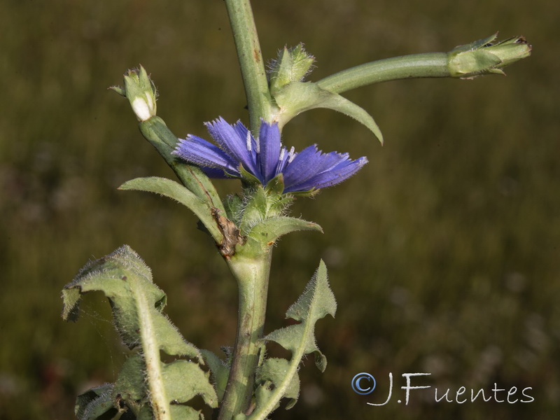 Cichorium pumilum.10