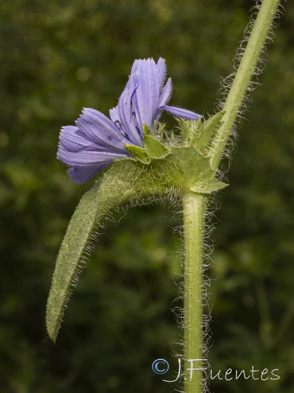Cichorium pumilum.12
