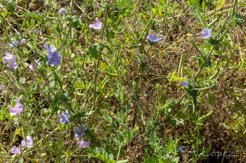 Cichorium pumilum.20