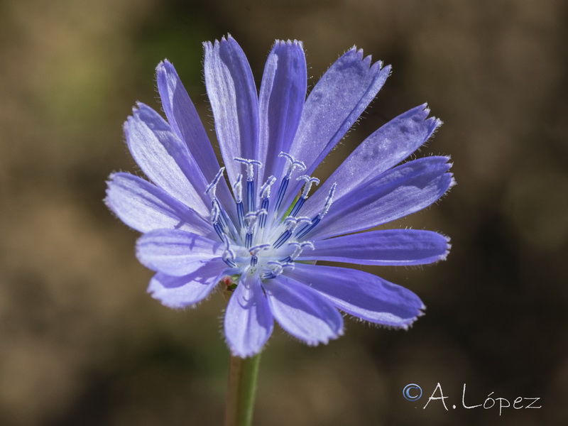 Cichorium pumilum.22