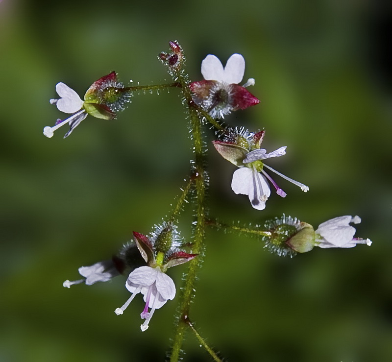Circaea lutetiana lutetiana.05
