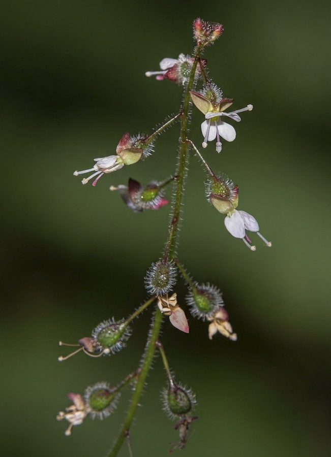 Circaea lutetiana lutetiana.06b