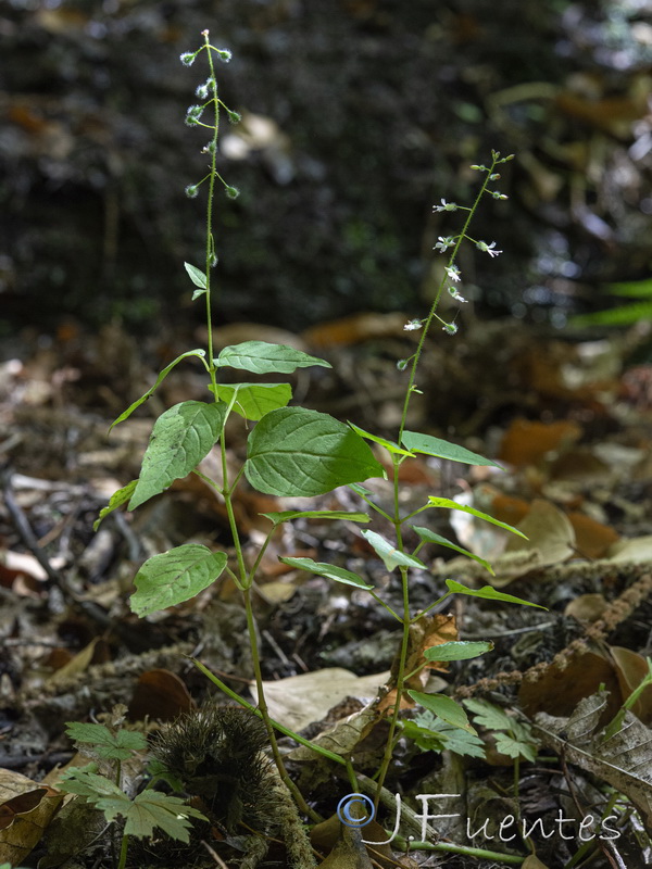 Circaea lutetiana lutetiana.15