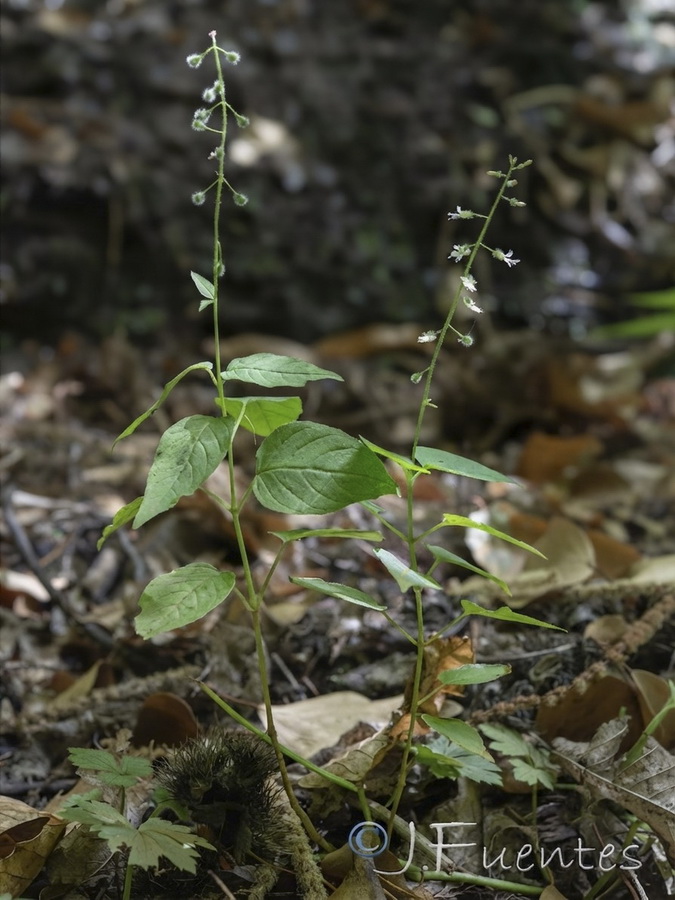 Circaea lutetiana lutetiana.15b