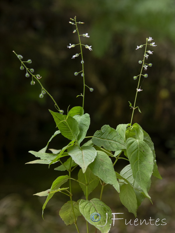 Circaea lutetiana lutetiana.16
